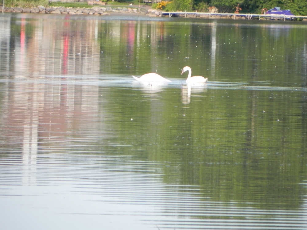 Commerce Township Lakes MI Homes for Sale